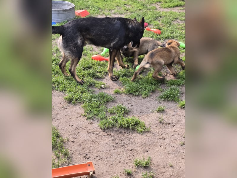 Dunkelgraue Schäferhunde aus Kör-u.Leistungzucht