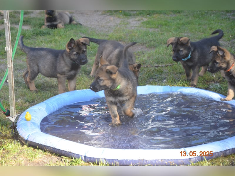 Dunkelgraue Schäferhunde aus Kör-u.Leistungzucht