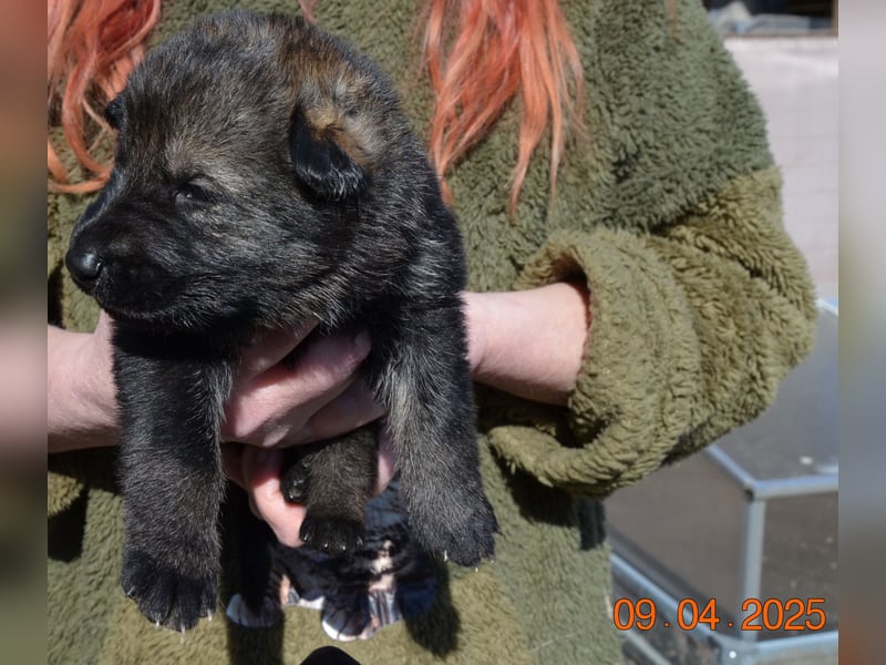 Dunkelgraue Schäferhunde aus Kör-u.Leistungzucht