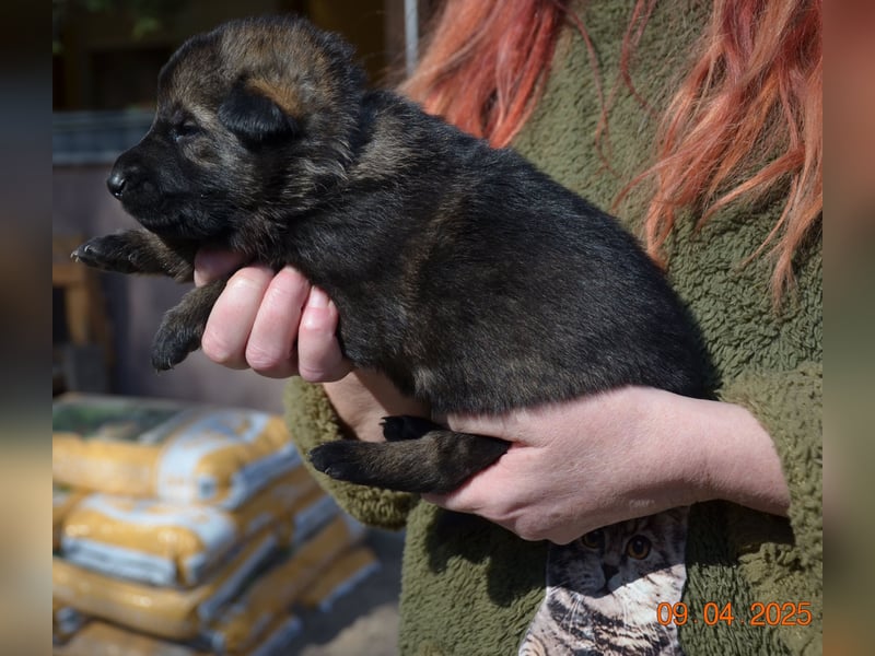 Dunkelgraue Schäferhunde aus Kör-u.Leistungzucht