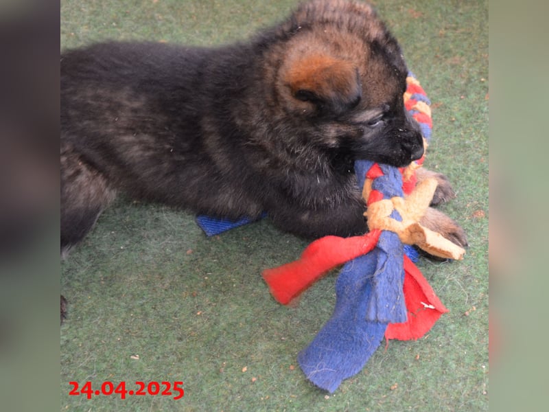 Dunkelgraue Schäferhunde aus Kör-u.Leistungzucht