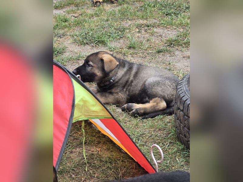 Dunkelgraue Schäferhunde aus Kör-u.Leistungzucht