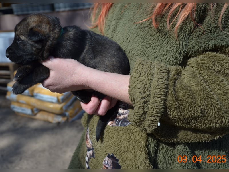 Dunkelgraue Schäferhunde aus Kör-u.Leistungzucht
