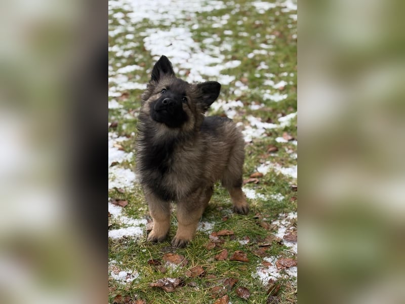 Verkaufe Deutscher Schäferhundwelpe