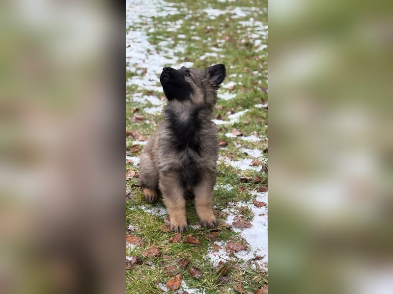 Verkaufe Deutscher Schäferhundwelpe