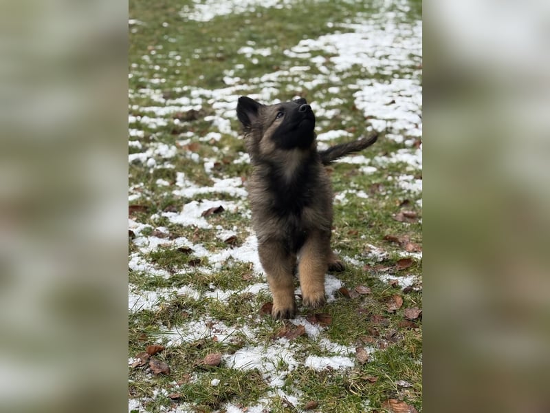 Verkaufe Deutscher Schäferhundwelpe
