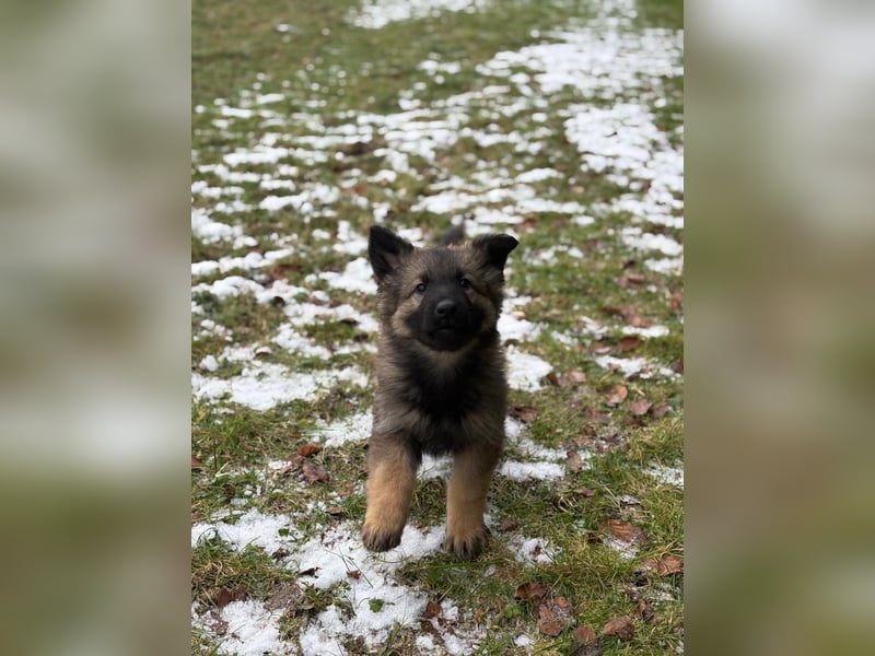 Verkaufe Deutscher Schäferhundwelpe
