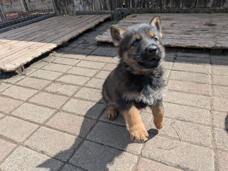 Hallo, ich höre auf den schönen Namen „ Buster“.   ( ohne Halsband)