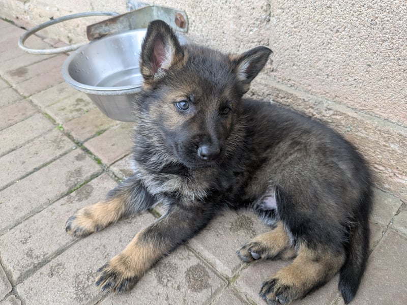 Hi, ich bin „Balu“,    (blaues Halsband)