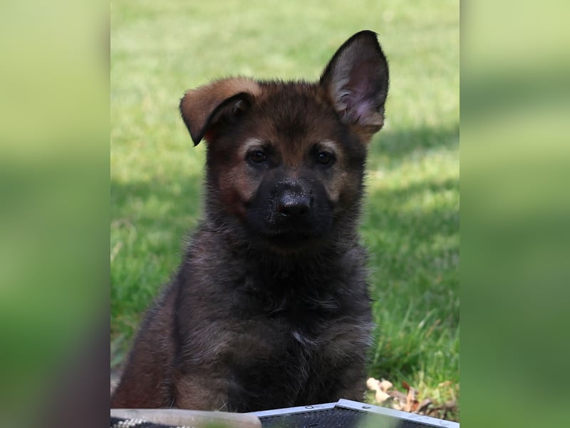Schäferhund, Welpen, gerader Rücken, SV Papiere