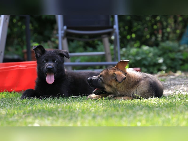 Schäferhund, Welpen, gerader Rücken, SV Papiere