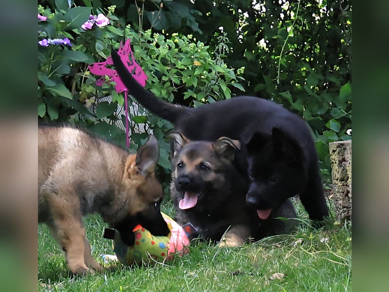 Schäferhund, Welpen, gerader Rücken, SV Papiere