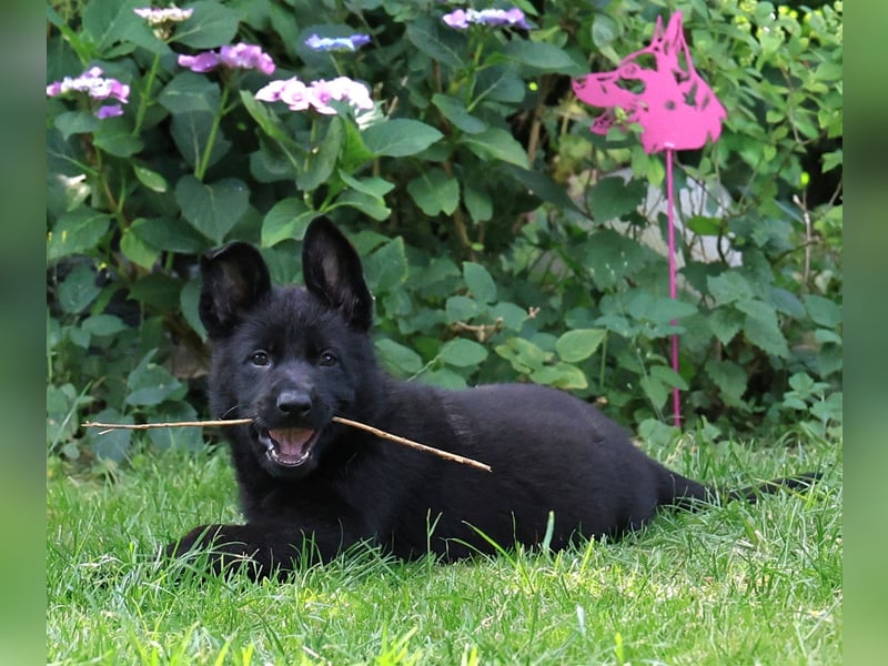 Schäferhund, Welpen, gerader Rücken, SV Papiere