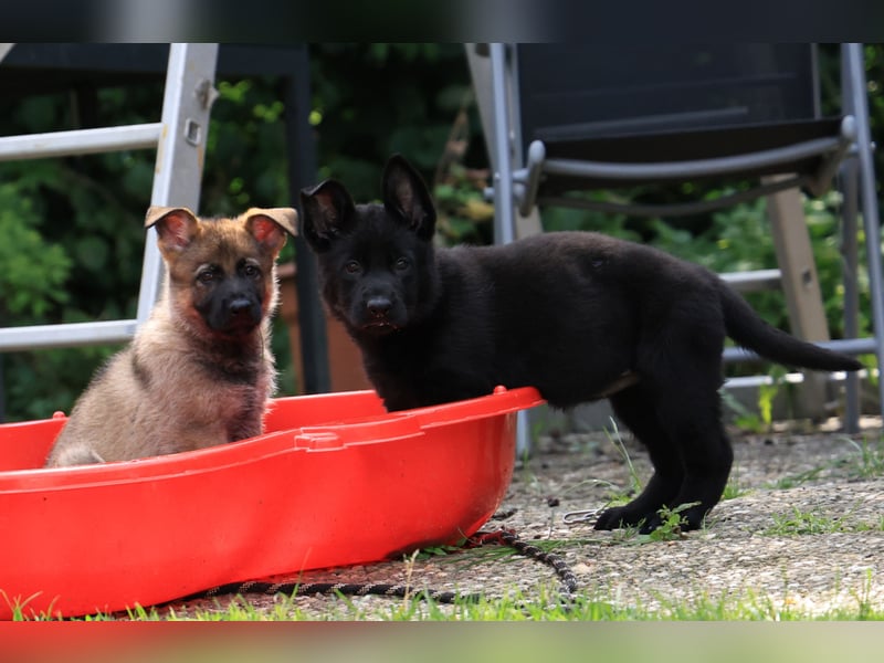 Schäferhund, Welpen, gerader Rücken, SV Papiere
