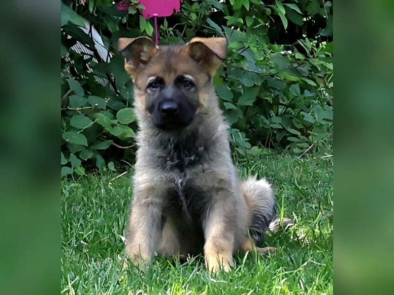 Schäferhund, Welpen, gerader Rücken, SV Papiere