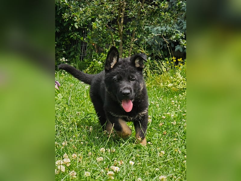 Deutscher Schäferhund  Welpen