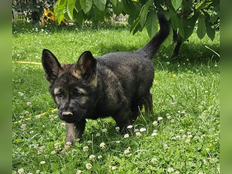 Deutscher Schäferhund  Welpen