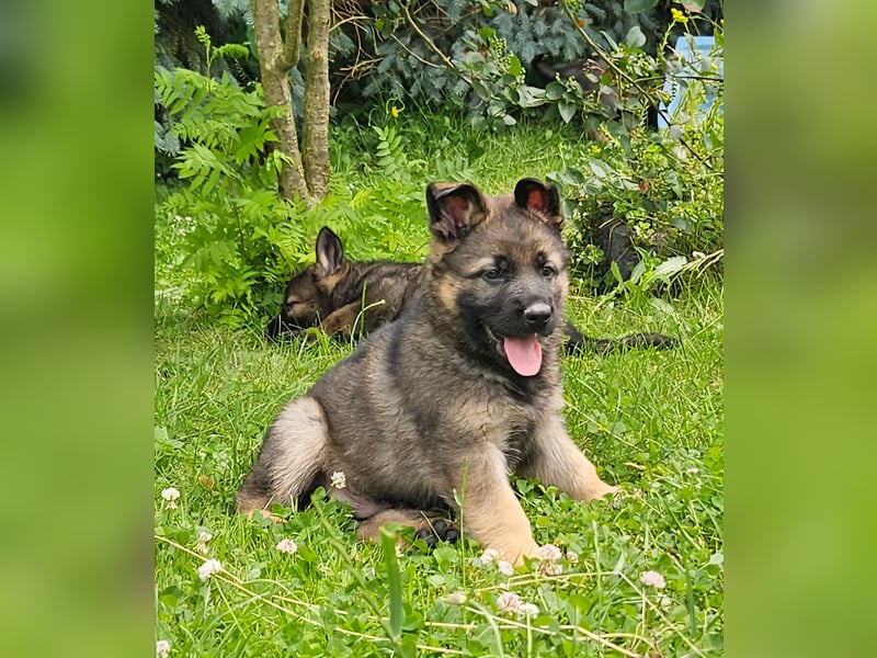 Deutscher Schäferhund  Welpen