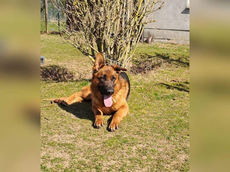 Deutscher Schäferhund Rüde  2 Jahre