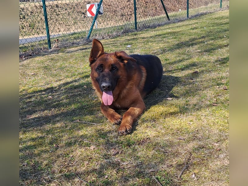 Deutscher Schäferhund Rüde  2 Jahre