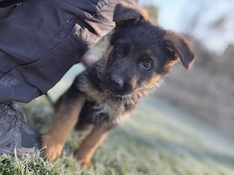 Schäferhundwelpen