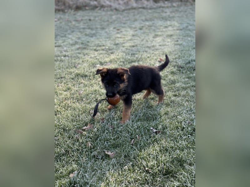 Schäferhundwelpen