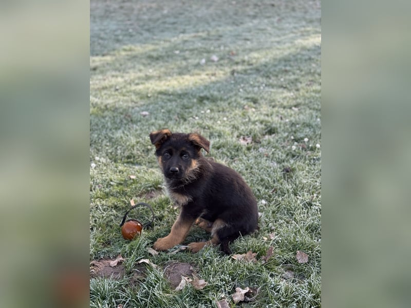 Schäferhundwelpen