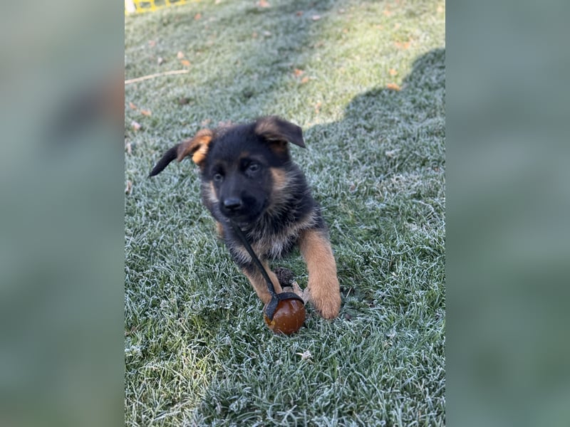 Schäferhundwelpen