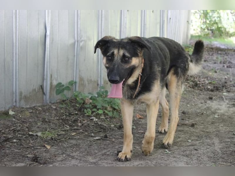 Milow, Schäferhundmix, geb. 2023, ruhiger und wachsamer Familienhund