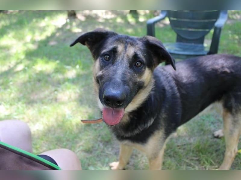 Milow, Schäferhundmix, geb. 2023, ruhiger und wachsamer Familienhund