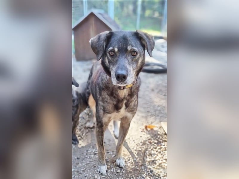 Buck, Schäferhund-Mix, geb. 2014, sucht verständnisvolle, geduldige Besitzer
