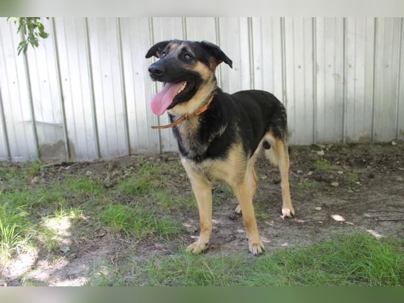 Milow, Schäferhundmix, geb. 2023, ruhiger und wachsamer Familienhund