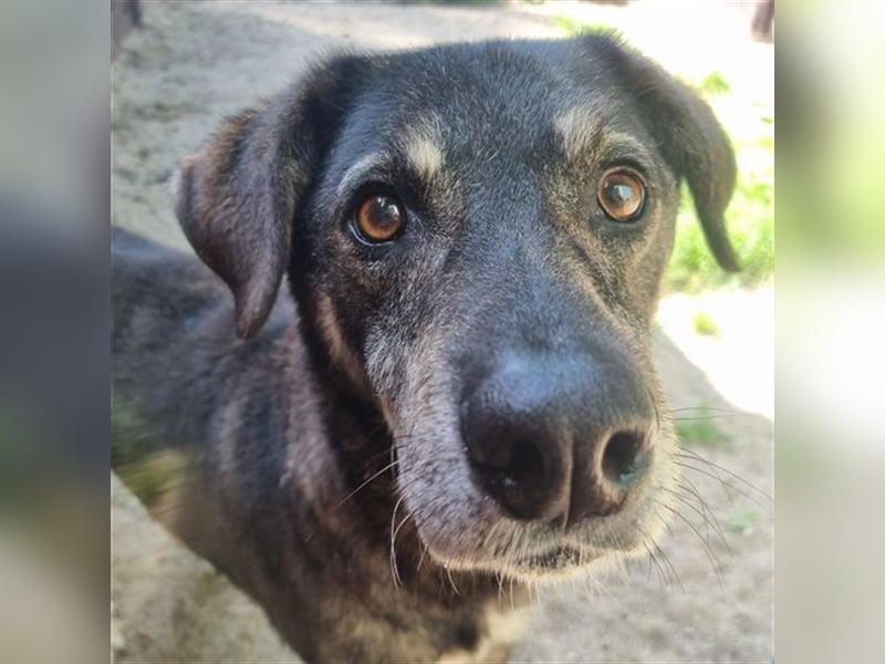 Buck, Schäferhund-Mix, geb. 2014, sucht verständnisvolle, geduldige Besitzer