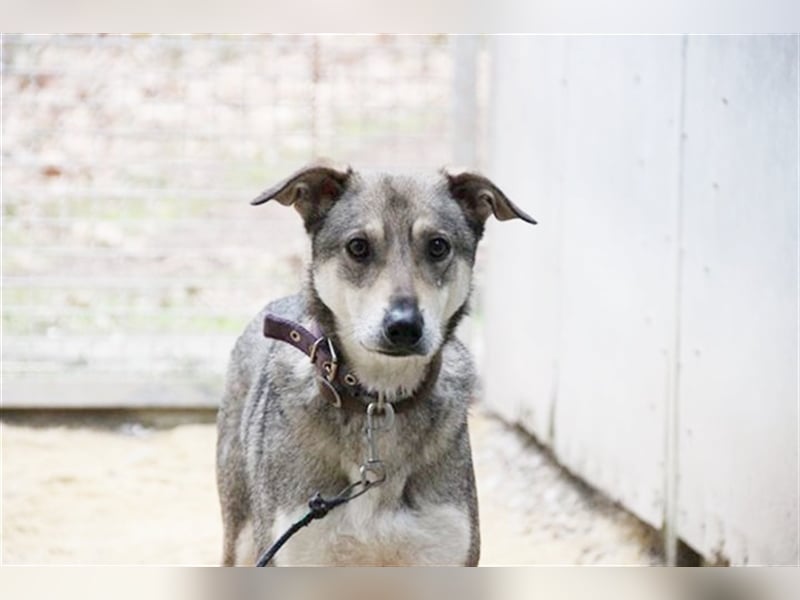 PATEN GESUCHT - Lilo, Schäferhund-Mix-Rüde, geb. 2021, noch keine Vermittlung