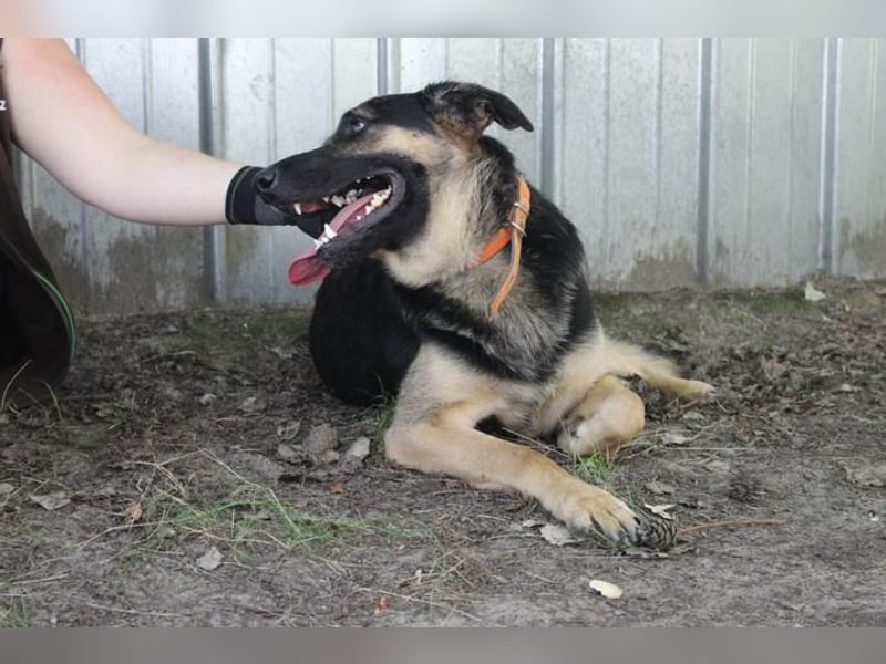 Milow, Schäferhundmix, geb. 2023, ruhiger und wachsamer Familienhund