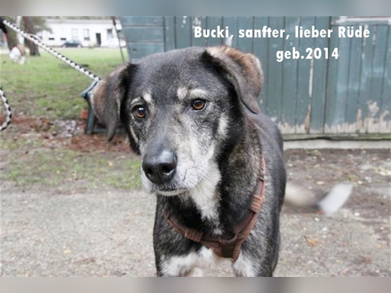 Buck, Schäferhund-Mix, geb. 2014, sucht verständnisvolle, geduldige Besitzer