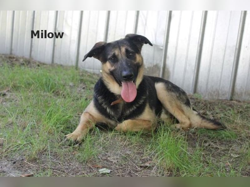 Milow, Schäferhundmix, geb. 2023, ruhiger und wachsamer Familienhund