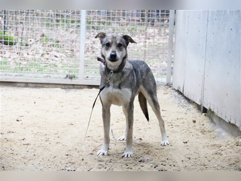 PATEN GESUCHT - Lilo, Schäferhund-Mix-Rüde, geb. 2021, noch keine Vermittlung