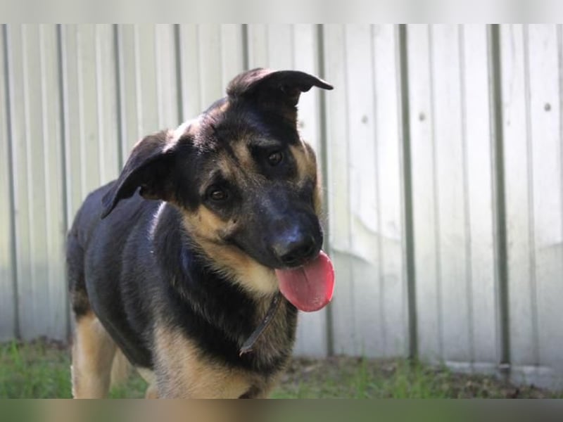 Milow, Schäferhundmix, geb. 2023, ruhiger und wachsamer Familienhund