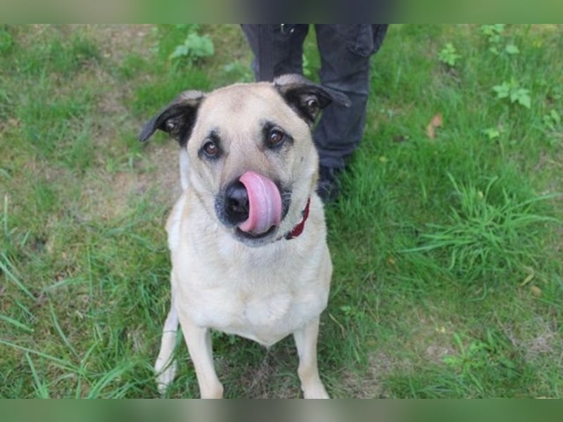 Ares, Schäferhund-Mix, geb. 2016, netter, älterer, gut erzogener Senior