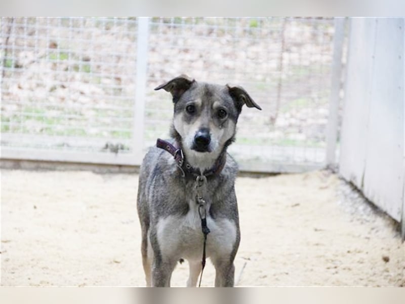 PATEN GESUCHT - Lilo, Schäferhund-Mix-Rüde, geb. 2021, noch keine Vermittlung