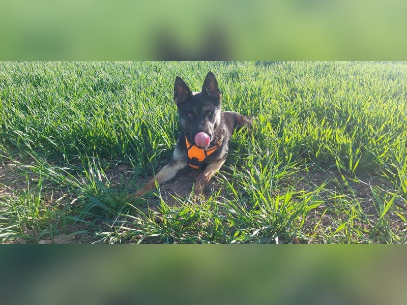 Joshi, geboren 04.06.2024, 54cm sucht neues Zuhause