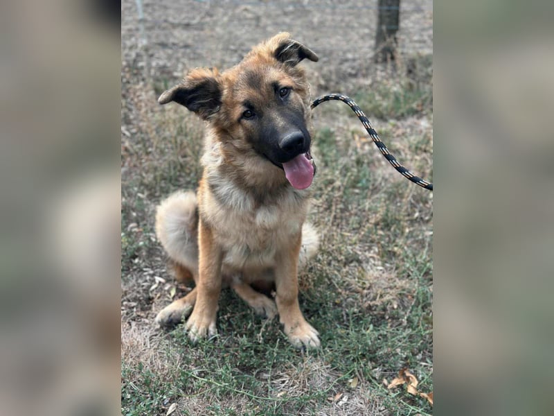 Hector, geboren 15.03.2025, 65cm sucht seine Aufgabe