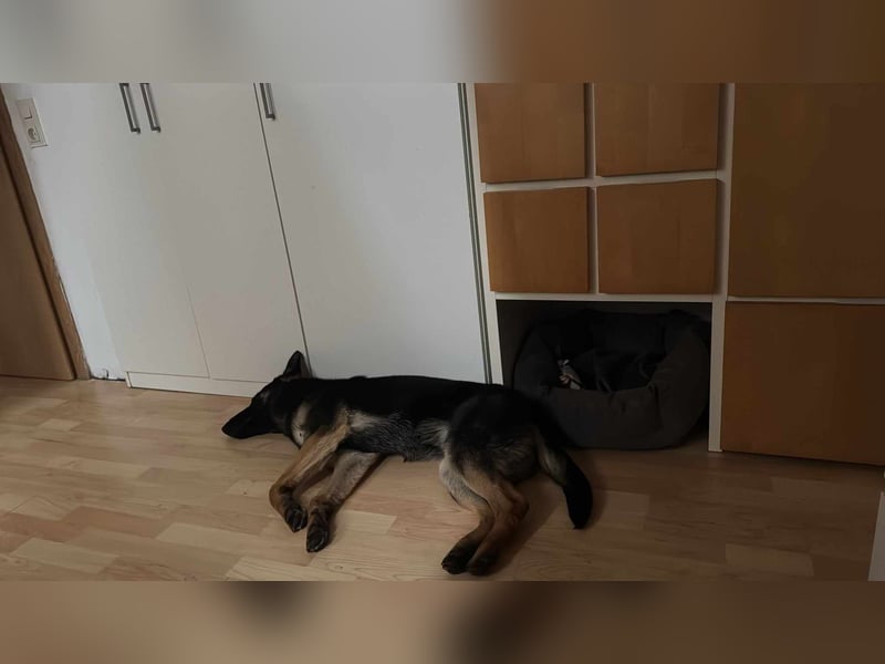 Joshi, geboren 04.06.2024, 54cm sucht neues Zuhause