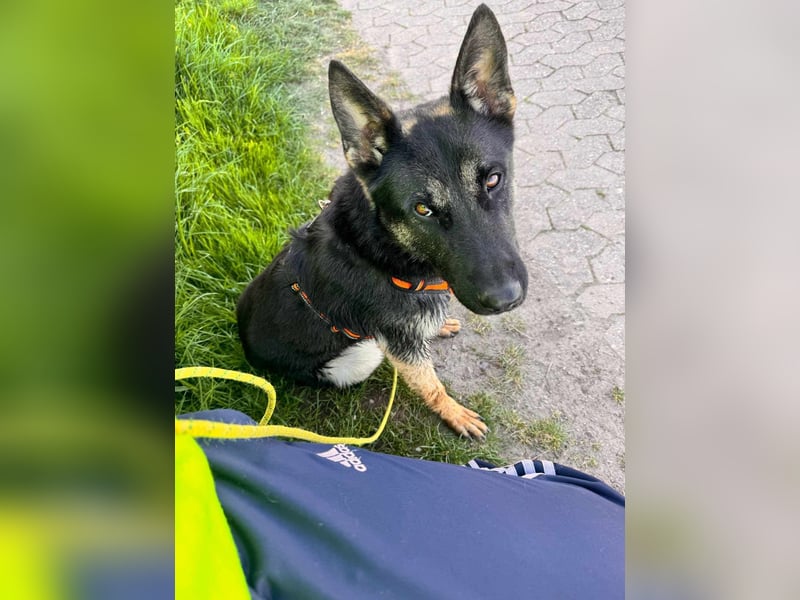 Joshi, geboren 04.06.2024, 54cm sucht neues Zuhause