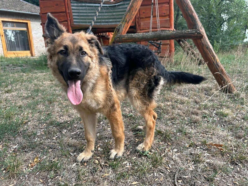 Hector, geboren 15.03.2025, 65cm sucht seine Aufgabe