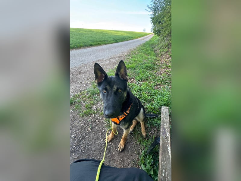 Joshi, geboren 04.06.2024, 54cm sucht neues Zuhause