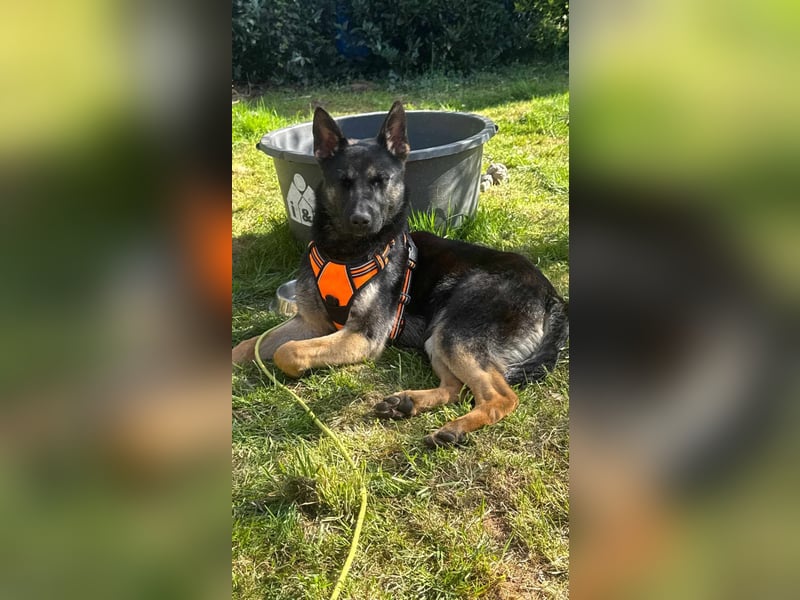 Joshi, geboren 04.06.2024, 54cm sucht neues Zuhause
