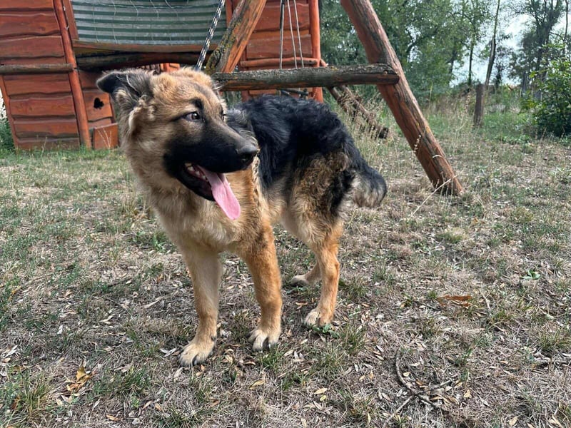 Hector, geboren 15.03.2025, 65cm sucht seine Aufgabe
