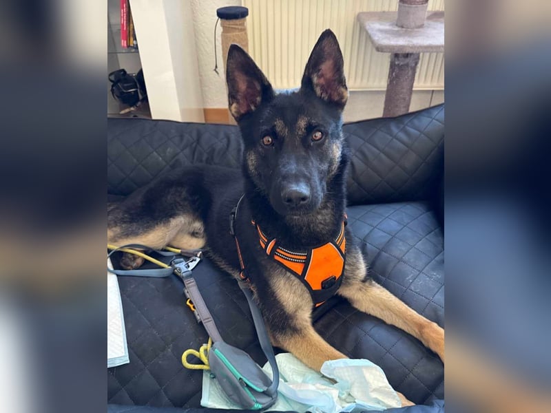 Joshi, geboren 04.06.2024, 54cm sucht neues Zuhause